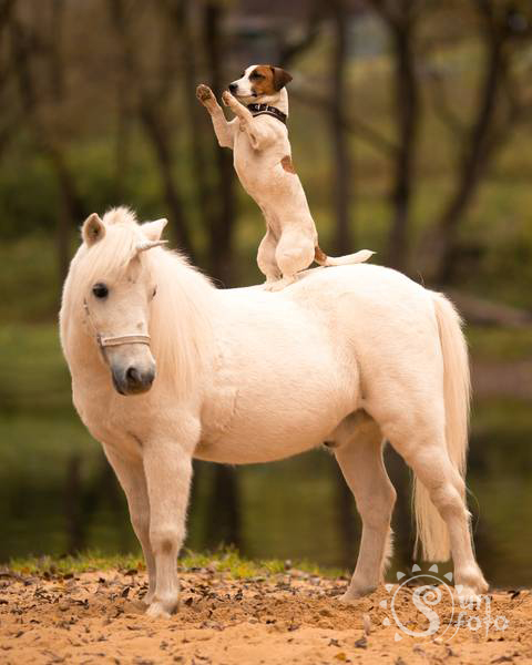 Фотосессия с лошадью для одного человека с трюками и нашим фотографом